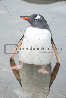 Penguin in the water