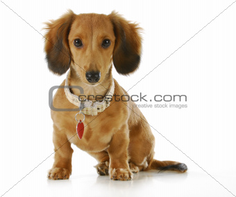 dog wearing collar and tag