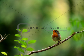 Robin bird on branch dry