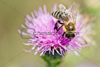 Bee on thistle