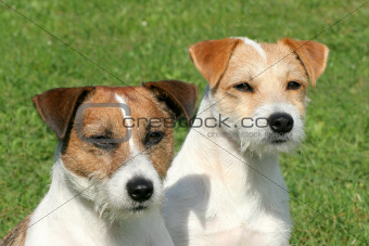 Russell Terriers