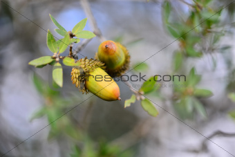Acorns - Israeli Common Oak