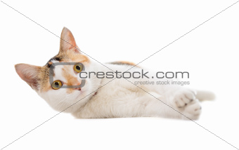 Malaysian short haired cat lying