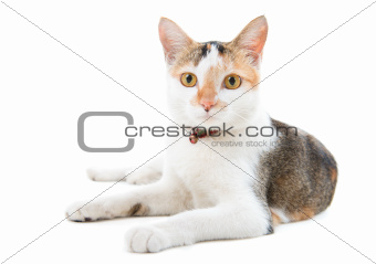 Portrait Malaysian short haired cat 