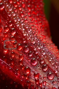 drops on a red
