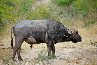  African buffalo bull