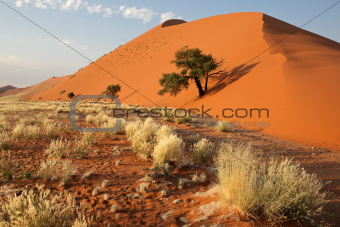 Grass, dune and tree