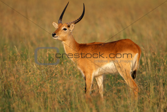 Red lechwe antelope