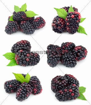 Collage of sweet blackberry fruit