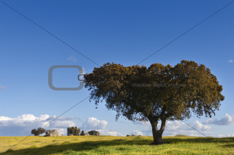 Holm oak