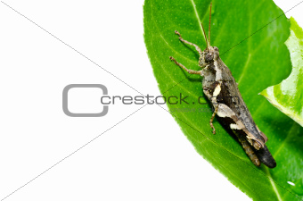 grasshopper on leaf isolated