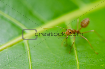 red ant on the leaf