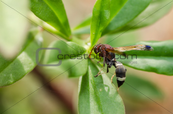 wasp on the leaves