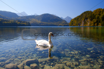 white swan on Alpsee
