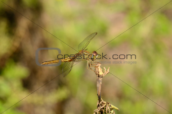 female Eastern Scarlet Darter (Crocothemis servilia)