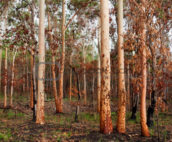australian eucalyptus gumtree forest after bushfire