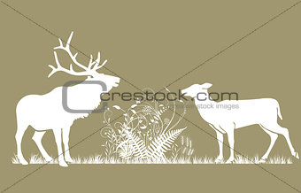 Deer and doe