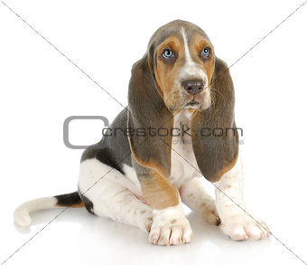 basset hound puppy