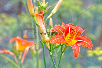 flower Daylily
