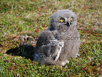 snowy owl chick (Bubo scandiacus)