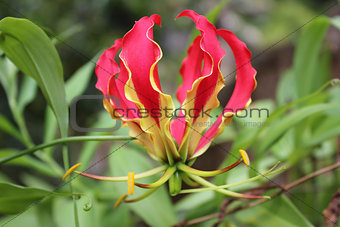 Flame lily flower