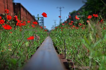 Poppies on railway