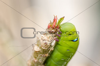 Green worm with leaves