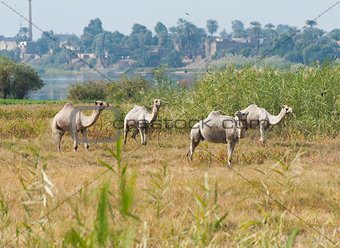Dromedary camels in a meadow on riverbank