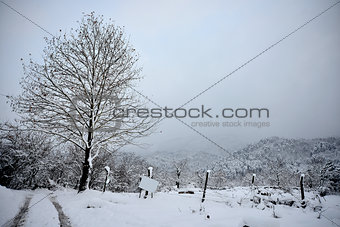 views of snow-covered tree