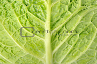 Backgrounds cabbage