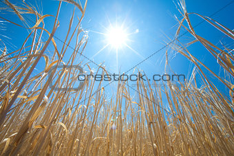 wheat and sun