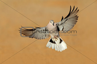 Cape turtle dove in flight