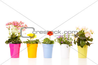 Flowers in pots