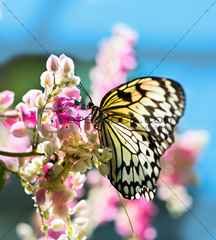 White and black Nymph butterfly on flowers