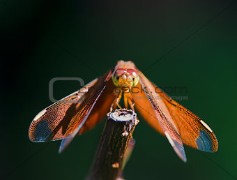 Red dragonfly resting on branch 