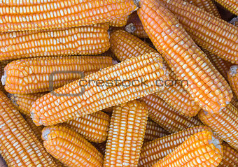 Yellow dried corn 