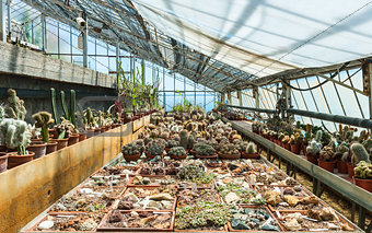 Cactus in a greenhouse
