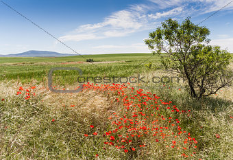 Poppies in the field
