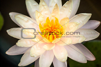 White Lotus