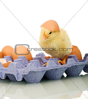Small chicken with eggs