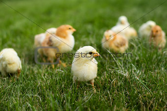 Young chickens in the grass