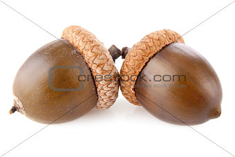 pair acorn