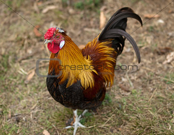 Rooster male silkie pekin cross free range poultry
