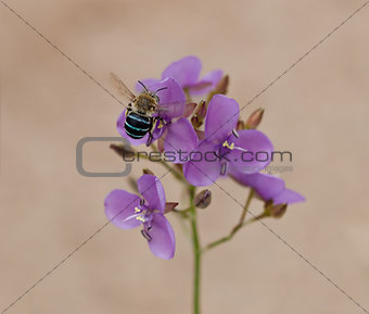 Australia native bee on Australian wildflower Murdannia graminea