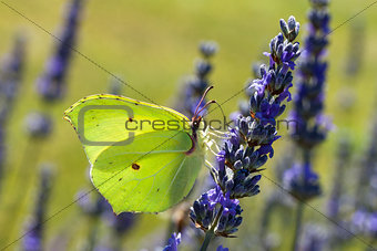 Butterfly, Gonepteryx, resting on flower