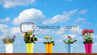 Potted flowers