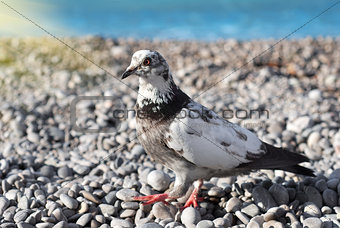 Gray pigeon on the stones