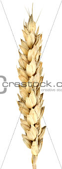Isolated of wheat