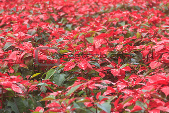 red poinsettia garden