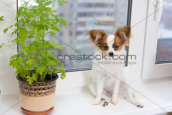 Puppy and flower on window